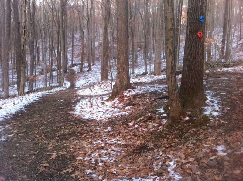 The intersection between Orange Trail and Blue Trail at Trout Brook Valley.