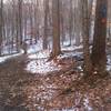 The intersection between Orange Trail and Blue Trail at Trout Brook Valley.