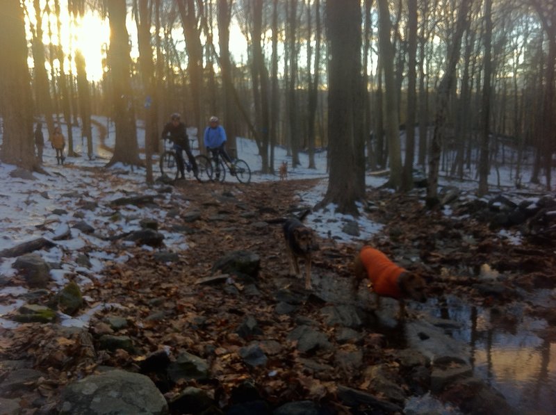 Dogs and Hikers are a common sight on the Blue/White Loop as it is the "Off-Leash Loop."