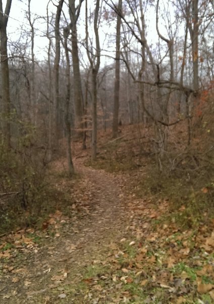 Blue trailhead.  Blue trail has some steep, rocky climbs and fun, rocky downhills.