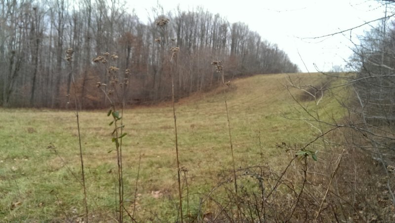 Field crossing. Blue Trail links back up with White Trail at far end.