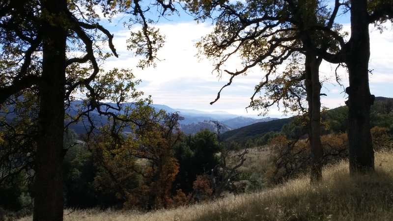 Oaks turning colors in late November- along the Long Canyon Trail