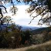 Oaks turning colors in late November- along the Long Canyon Trail