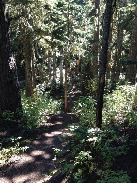 Khyber Pass Trail through the trees