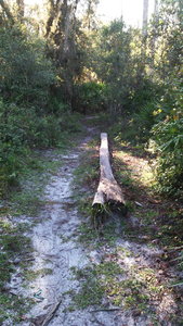 Palm tree skinny on River Loop trail.