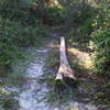 Palm tree skinny on River Loop trail.