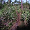 Trail through palmetto plants on 40 Acres Trail