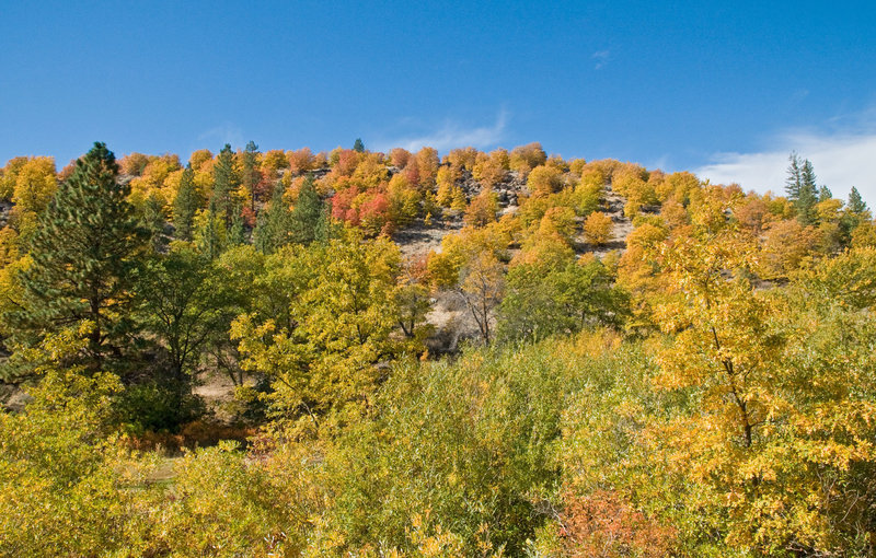 Oaks on Paiute Creek Trail