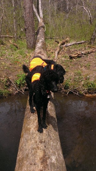 Dogs enjoying the challenge of crossing the log, at the Thomas creek crossing