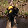 Dogs enjoying the challenge of crossing the log, at the Thomas creek crossing