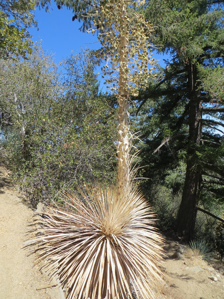 Local flora.