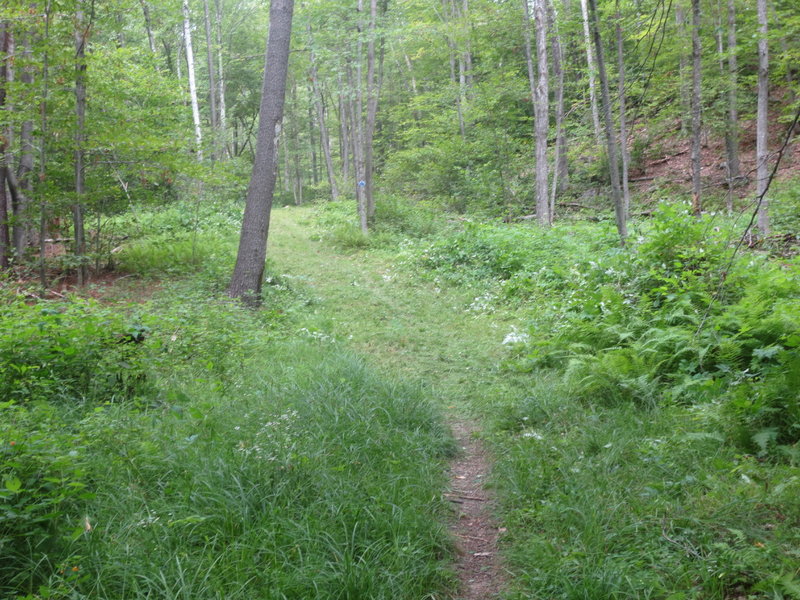 Pretty ferns just off the singletrack