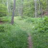 Pretty ferns just off the singletrack