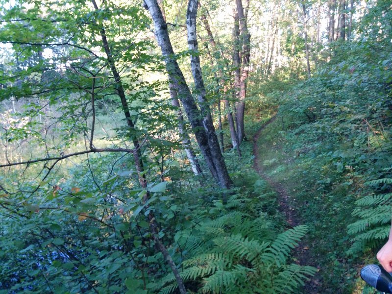 Trail abounds with verdant foliage