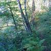 Trail abounds with verdant foliage