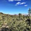 View of Prescott Valley and Mingus Mountain to the east- on #322 Circle Connection Trail