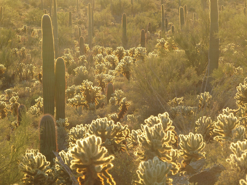 Cacti, resplendent in the sunset on Gates Pass Trail.