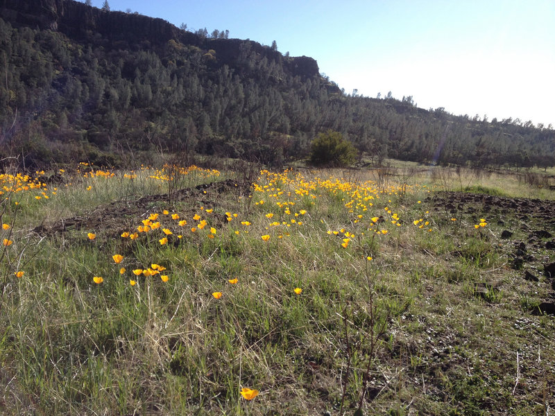 Wildflowers near Big Chico Creek.