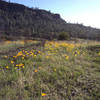 Wildflowers near Big Chico Creek.