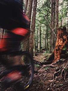 Just a small taste of the roots on Lower Salal Trail.