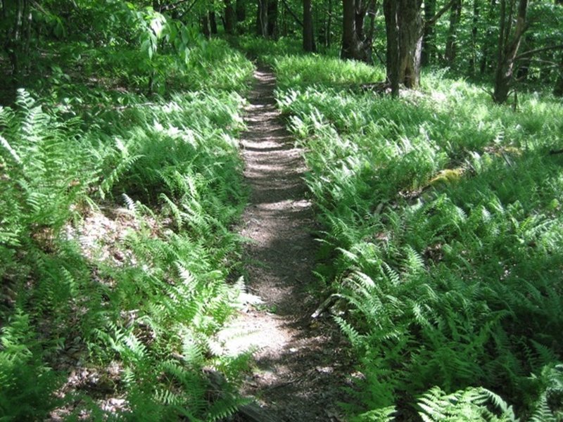 Sweet, sweet singletrack on the IMBA Trail (B4).