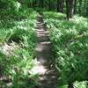 Sweet, sweet singletrack on the IMBA Trail (B4).