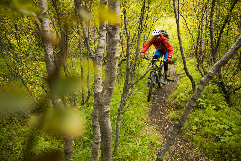 A birch forest awaits as you approach 