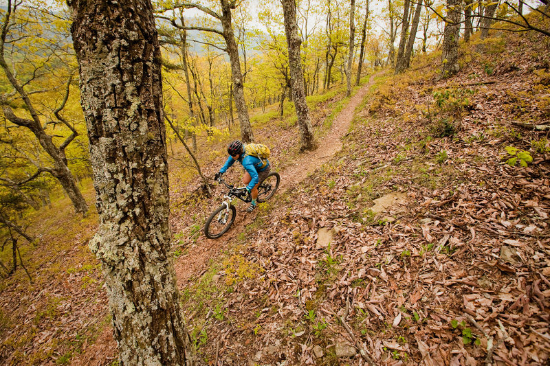 Bald Ridge Trail is one long, weet singletrack descent from the intersection with Bridge Hollow.