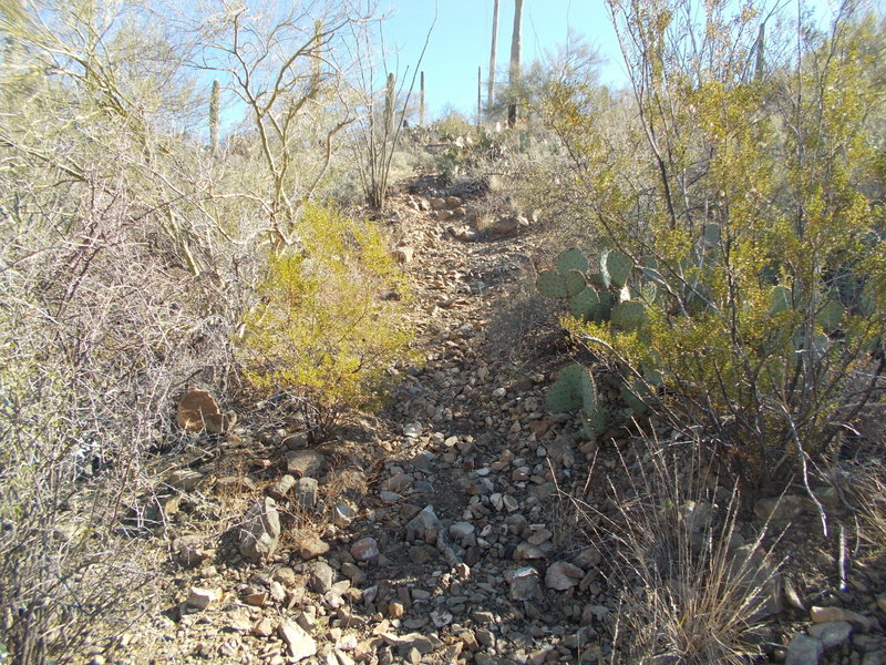 Hike a bike to start on Cougar Trail