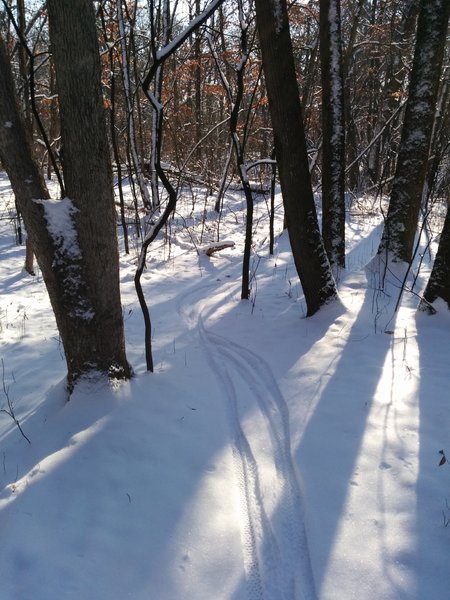 Beautiful hardwood forest.