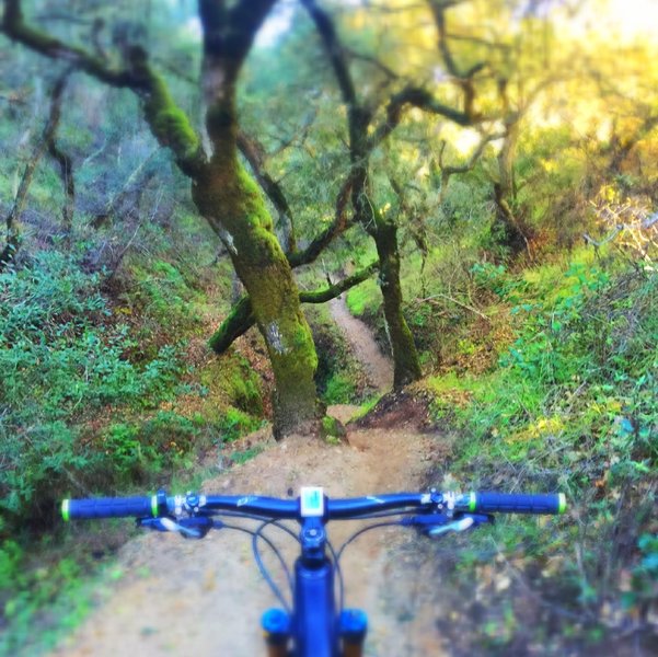Super fun and interesting downhill! Mossy and heavy vegetation. Great flow to the trail.