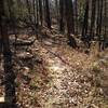 On the White River Bluff Trail- leaves cover the rocky trail.