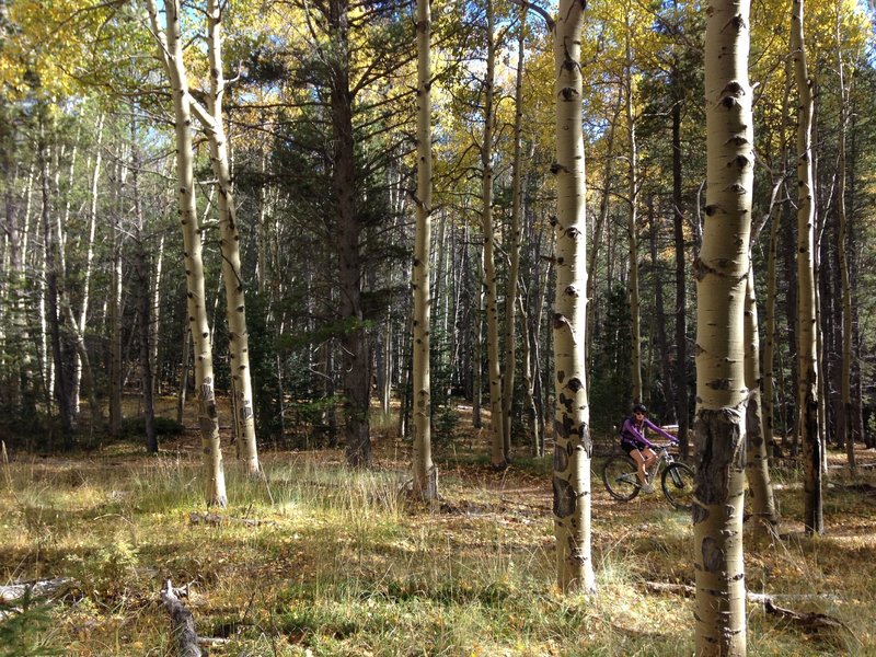 Aspens on Mason Creek Trail