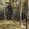 Aspens on Mason Creek Trail