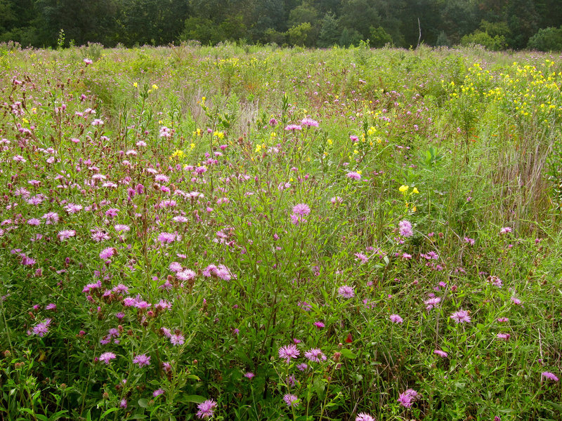 Wildflowers at Six Mile Run