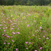 Wildflowers at Six Mile Run