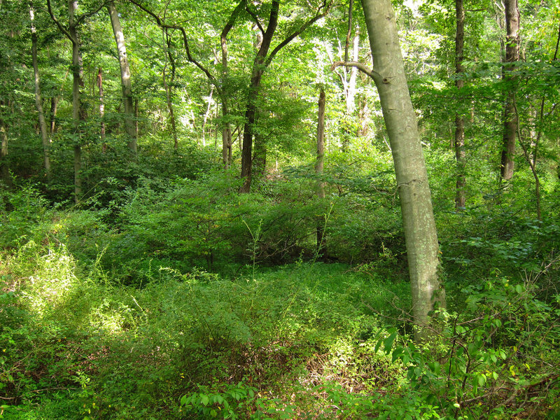 Forest at Six Mile Run