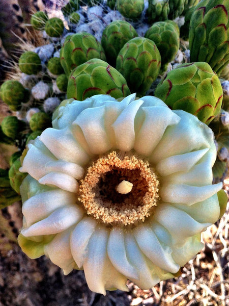 Saguaro cactus bloom