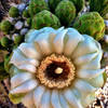 Saguaro cactus bloom