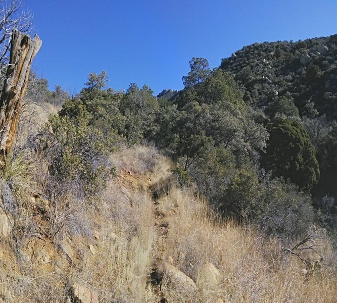 Typical grassy section in the lower elevations