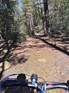 Big trees start around 7000 ft on Shake Spring Trail