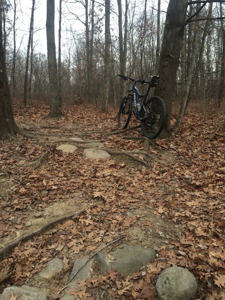 Rocky and rooty climb, one of many..this trail always keeps me focused and my heart pumping.