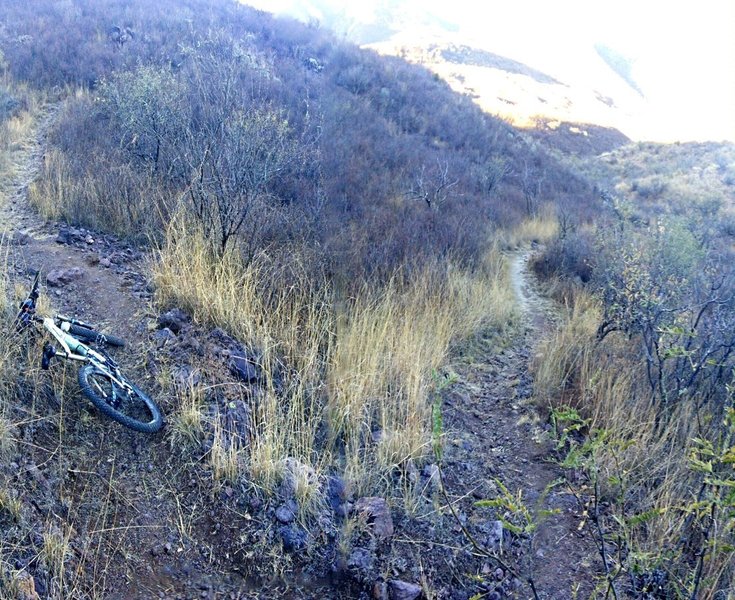 Switchback near the Harshaw Rd trailhead