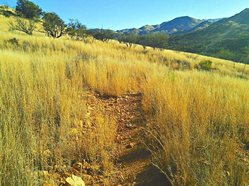 Much of the AZ Trail passes through rolling grasslands