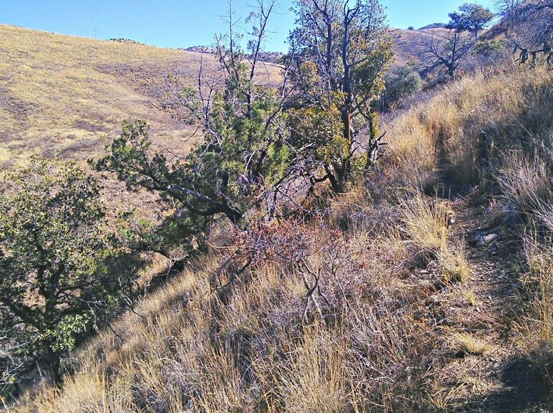 Singletrack along hillside