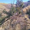 Singletrack along hillside