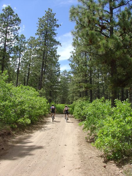 La Sal National Forest