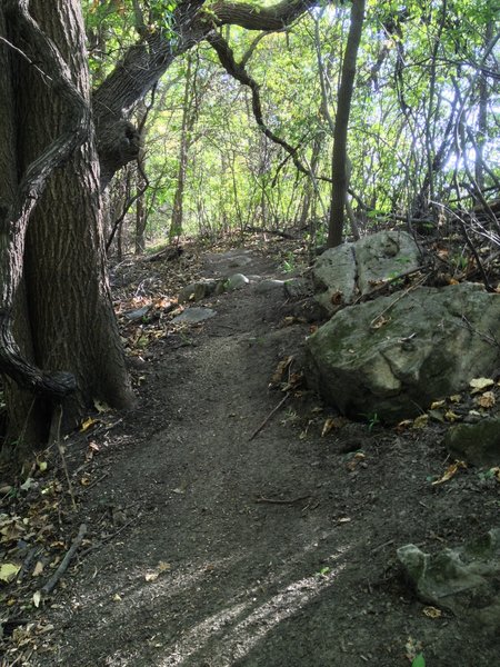 Some rocks offering extra challenging lines for those seeking them on Trail A.