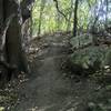 Some rocks offering extra challenging lines for those seeking them on Trail A.