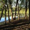 My favorite part of the trail where it passes between dozens of mature trees along the edge of the pond.